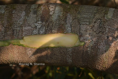 Archidendron monadelphum